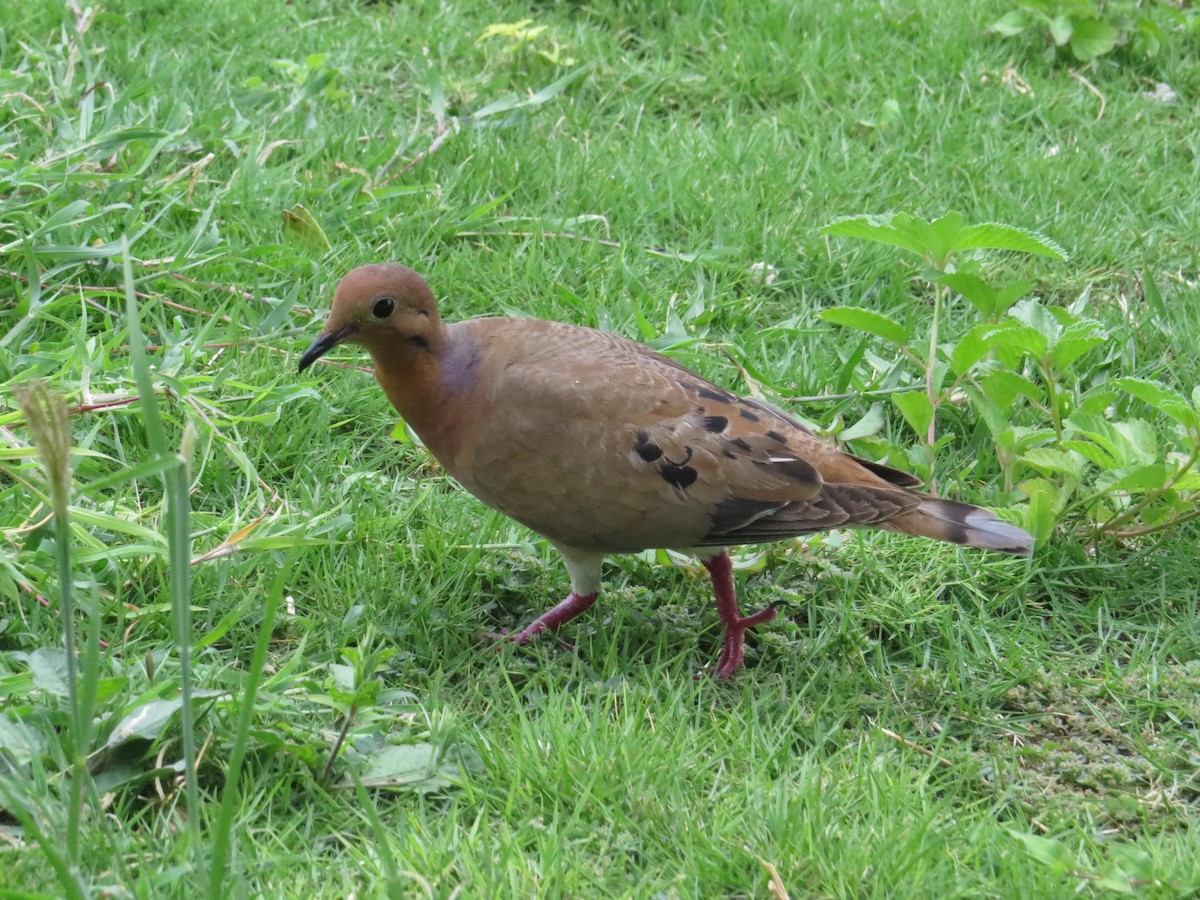 Zenaida Dove - ML620137781