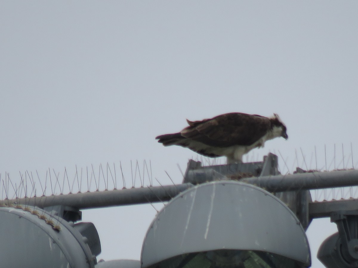 Águila Pescadora - ML620137782