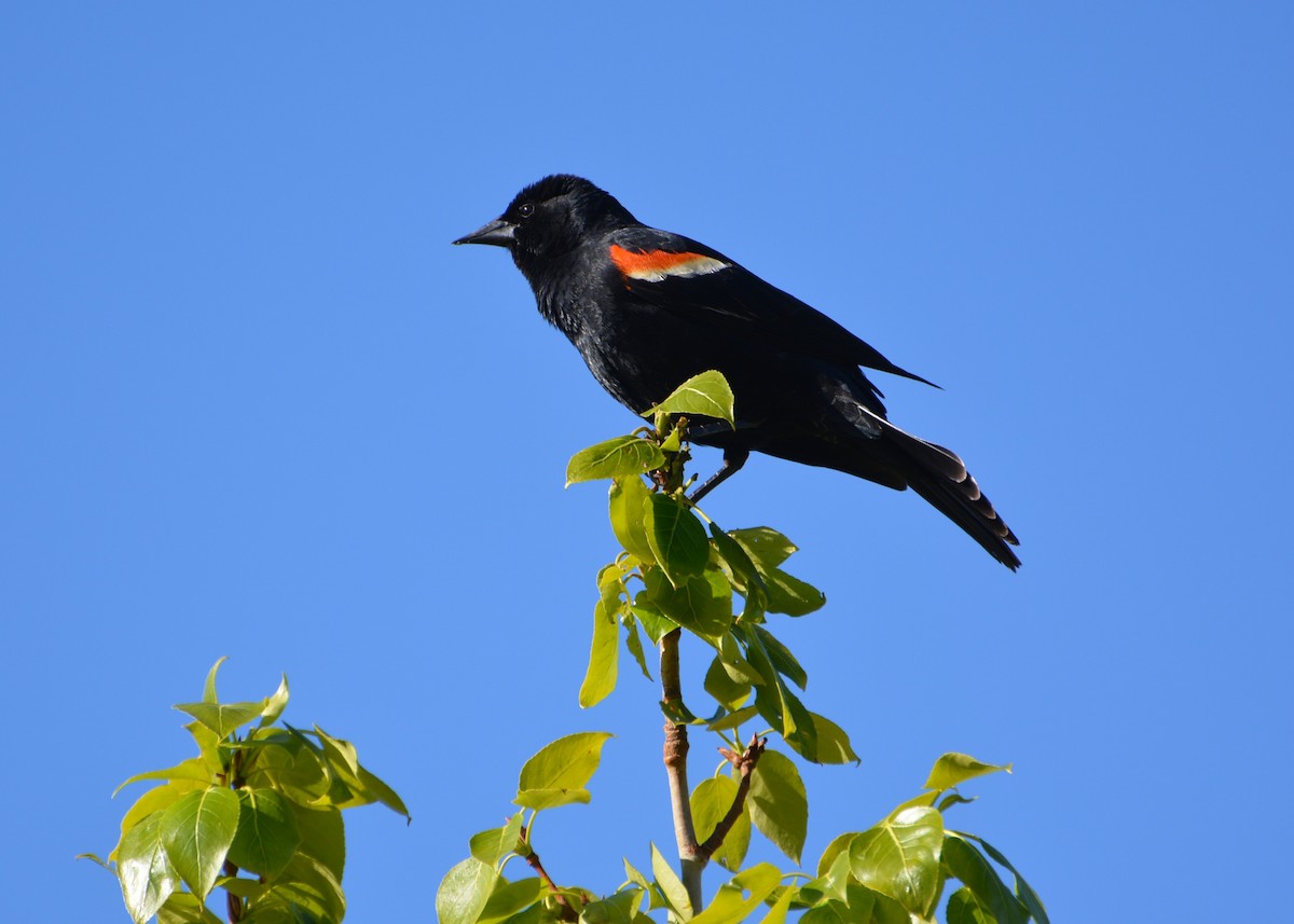 Red-winged Blackbird - ML620137790