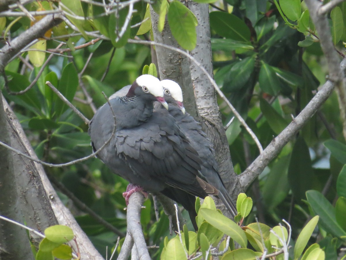 White-crowned Pigeon - ML620137791