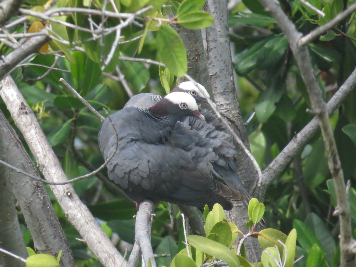 White-crowned Pigeon - ML620137792