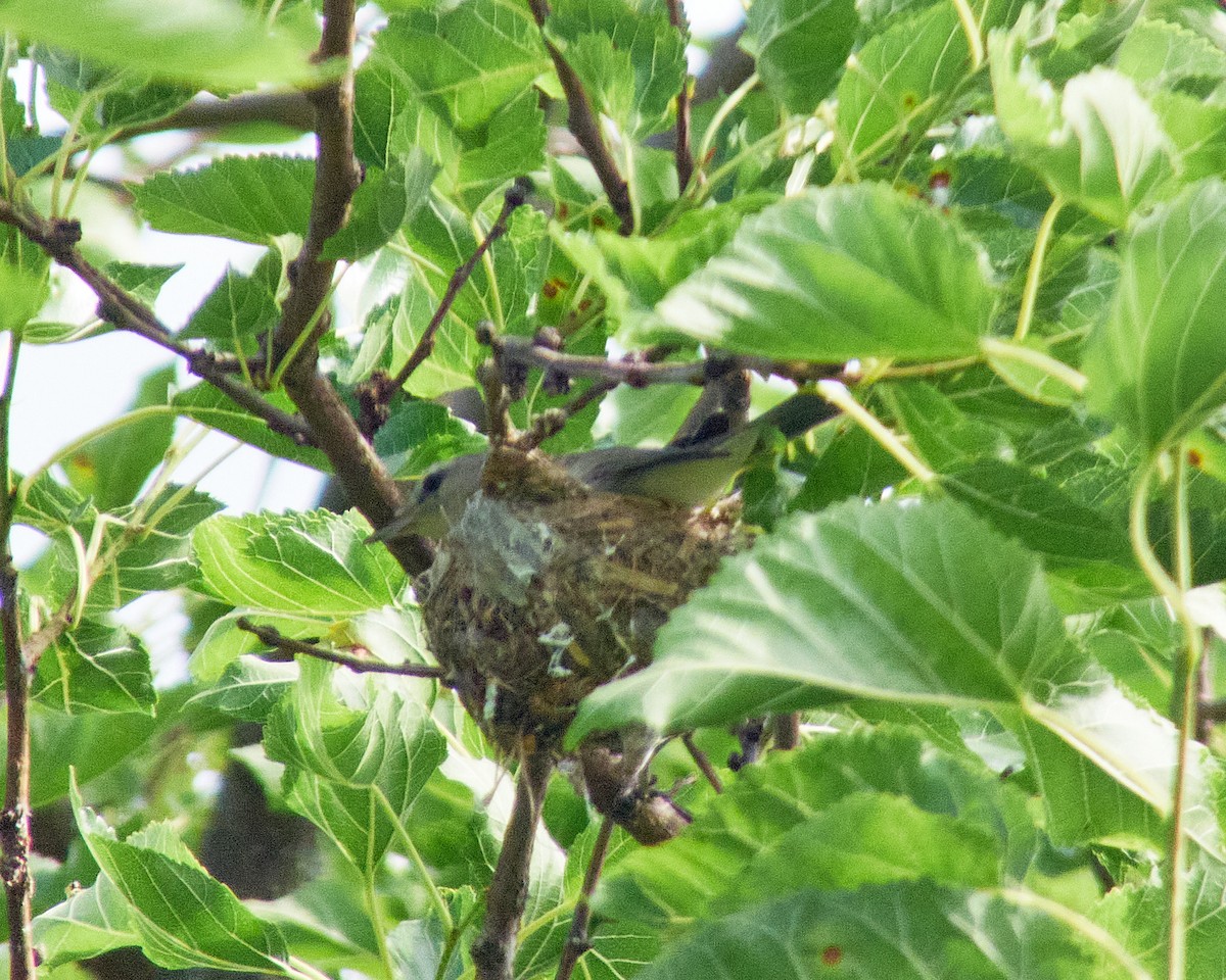 Warbling Vireo - ML620137797