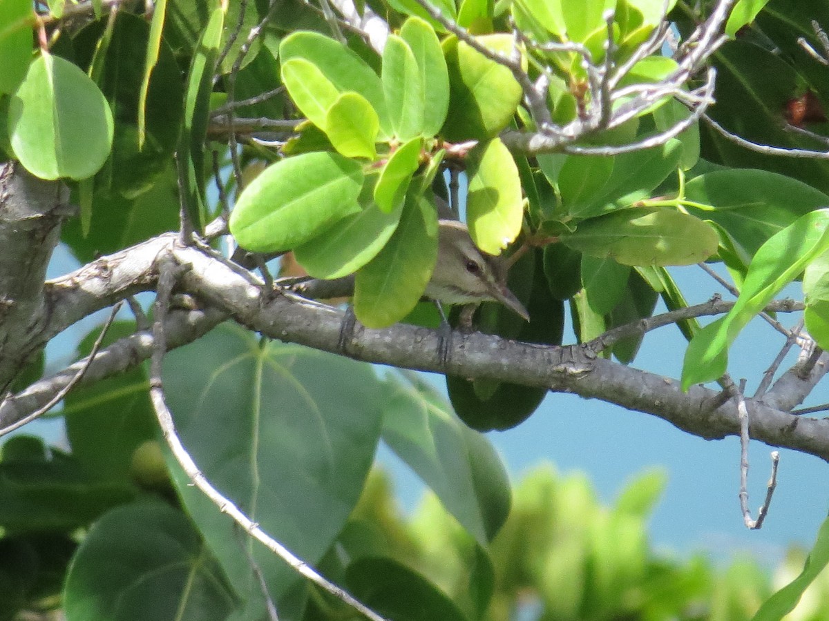 Black-whiskered Vireo - ML620137802