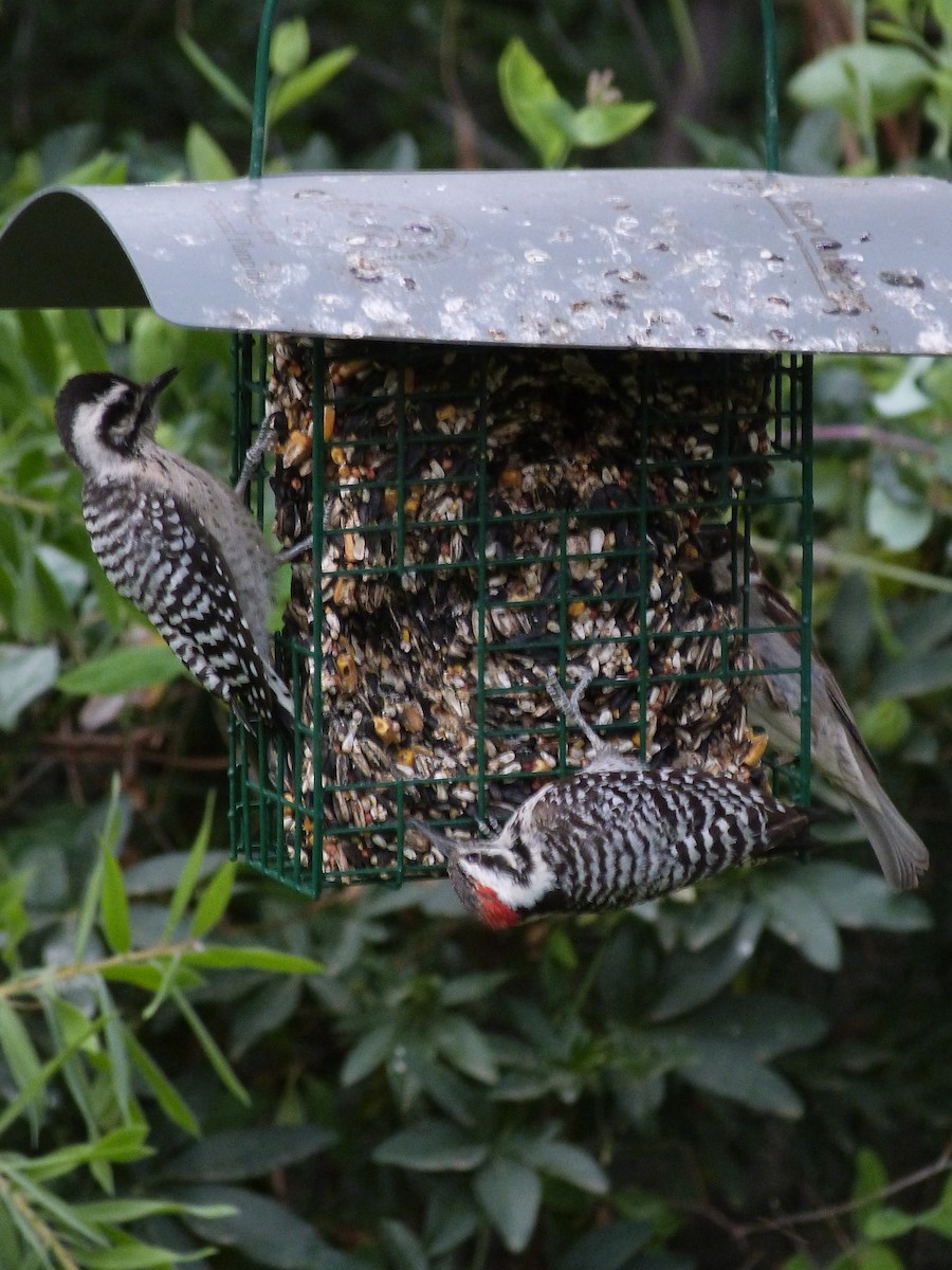 Ladder-backed Woodpecker - ML620137806
