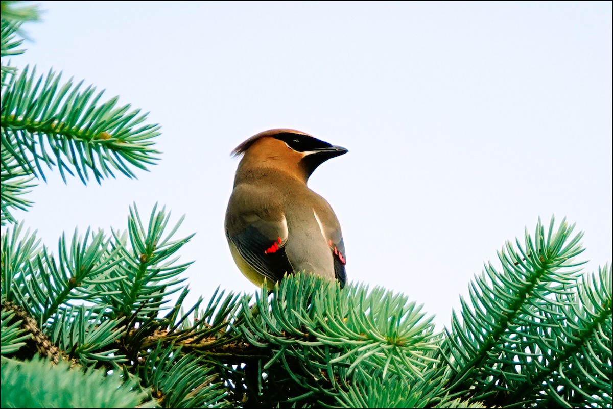 Cedar Waxwing - ML620137807