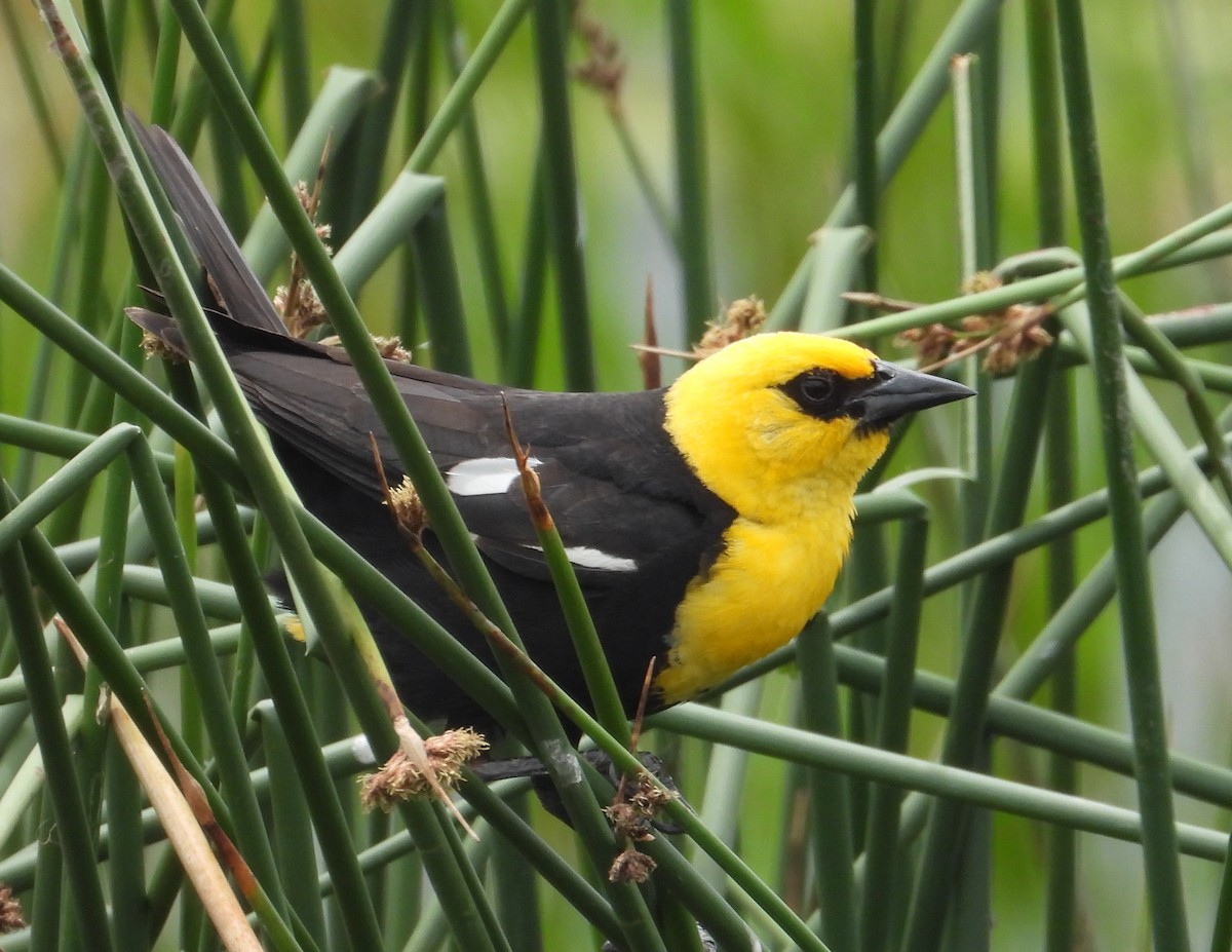 Yellow-headed Blackbird - ML620137809