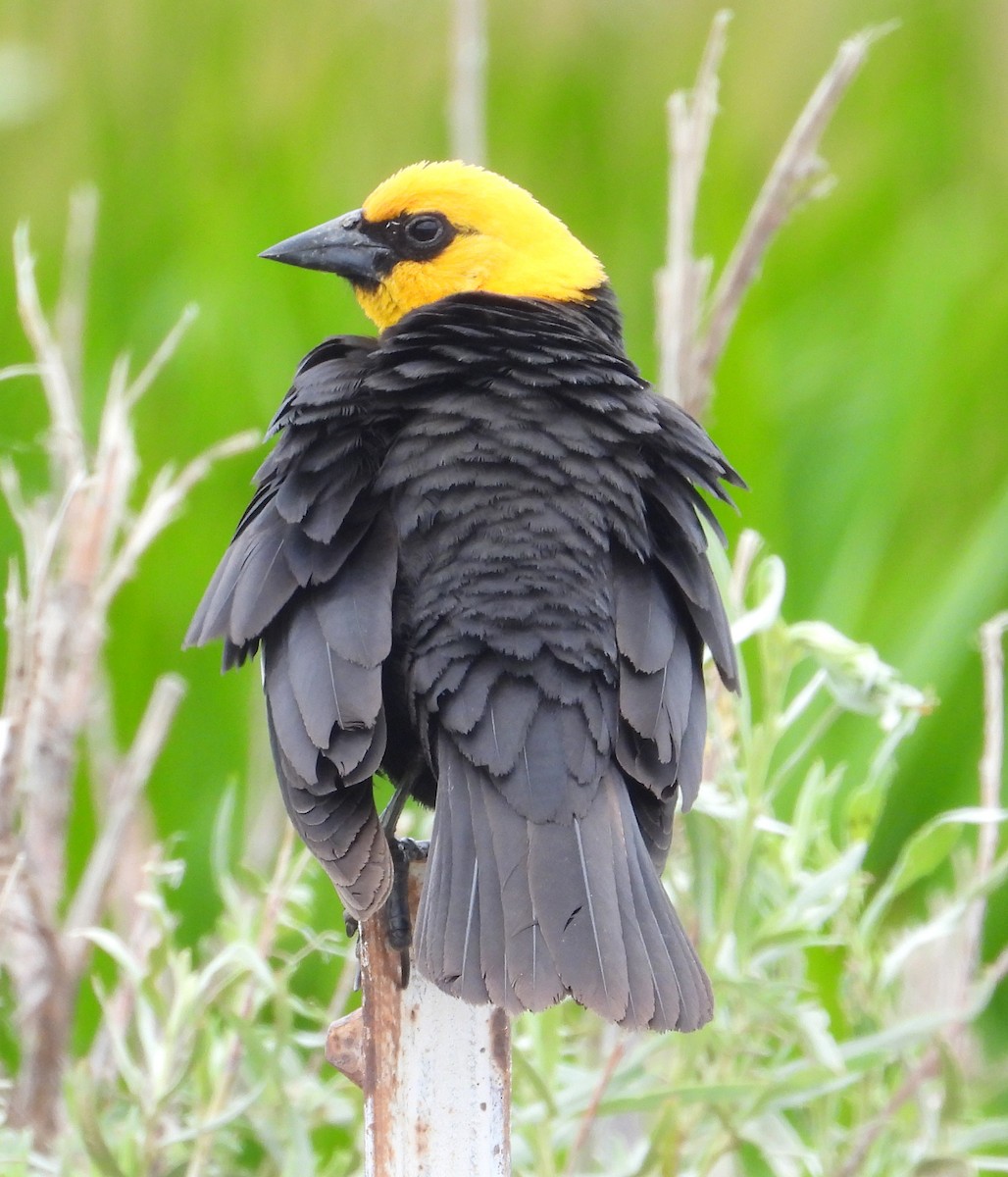 Yellow-headed Blackbird - ML620137810