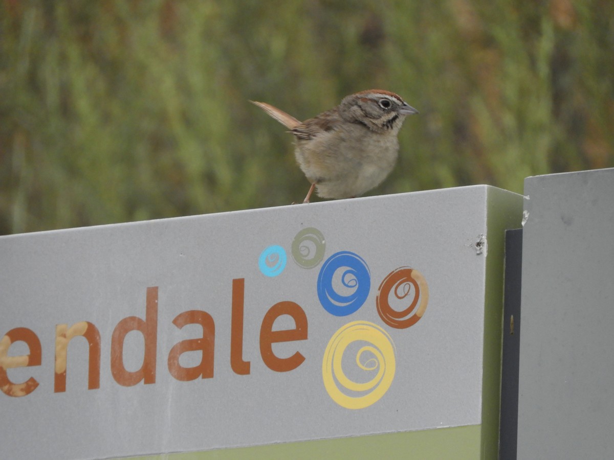 Rufous-crowned Sparrow - ML620137815