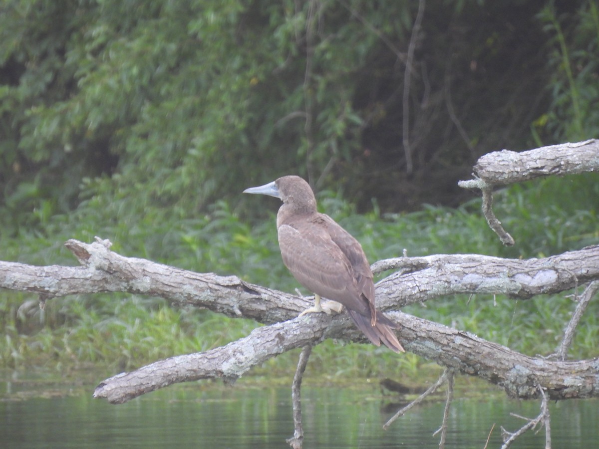 Brown Booby - ML620137817