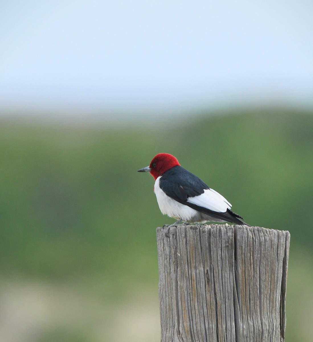 Red-headed Woodpecker - ML620137819