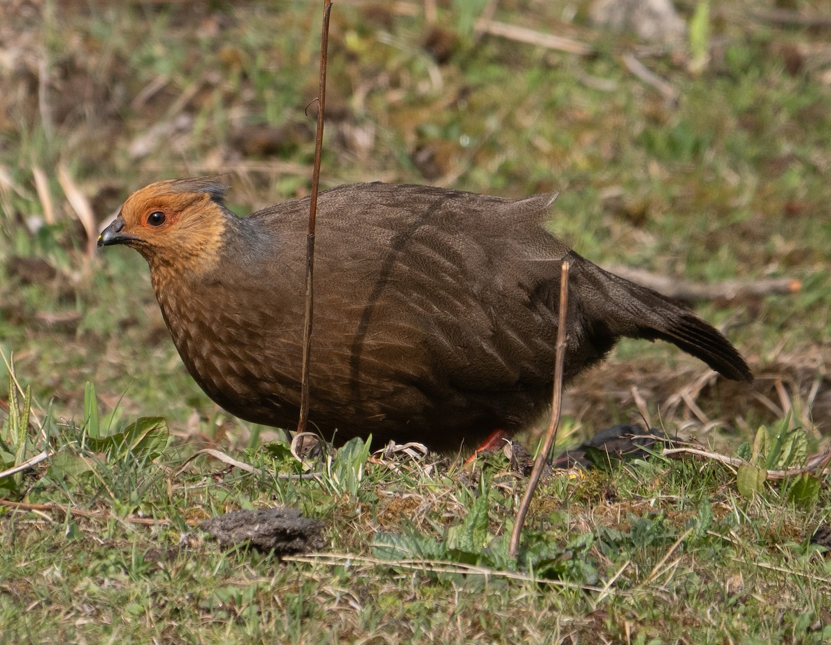 Faisán Ensangrentado - ML620137820