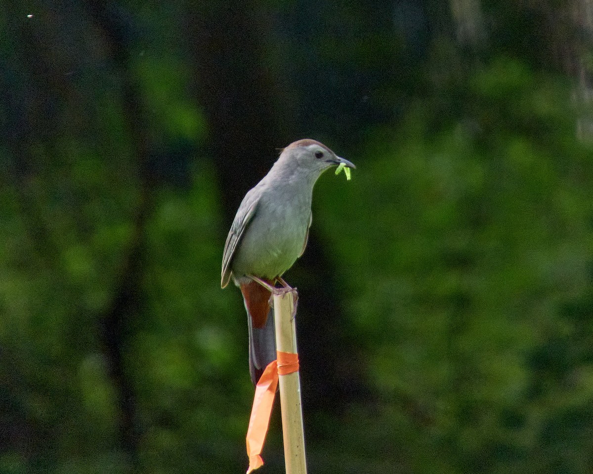 Gray Catbird - Manny Dominguez