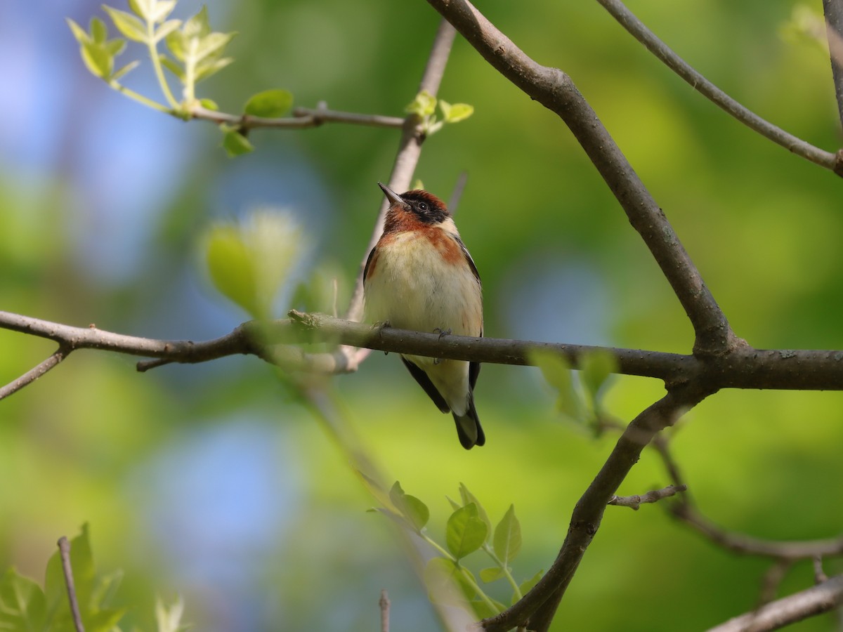Bay-breasted Warbler - ML620137834