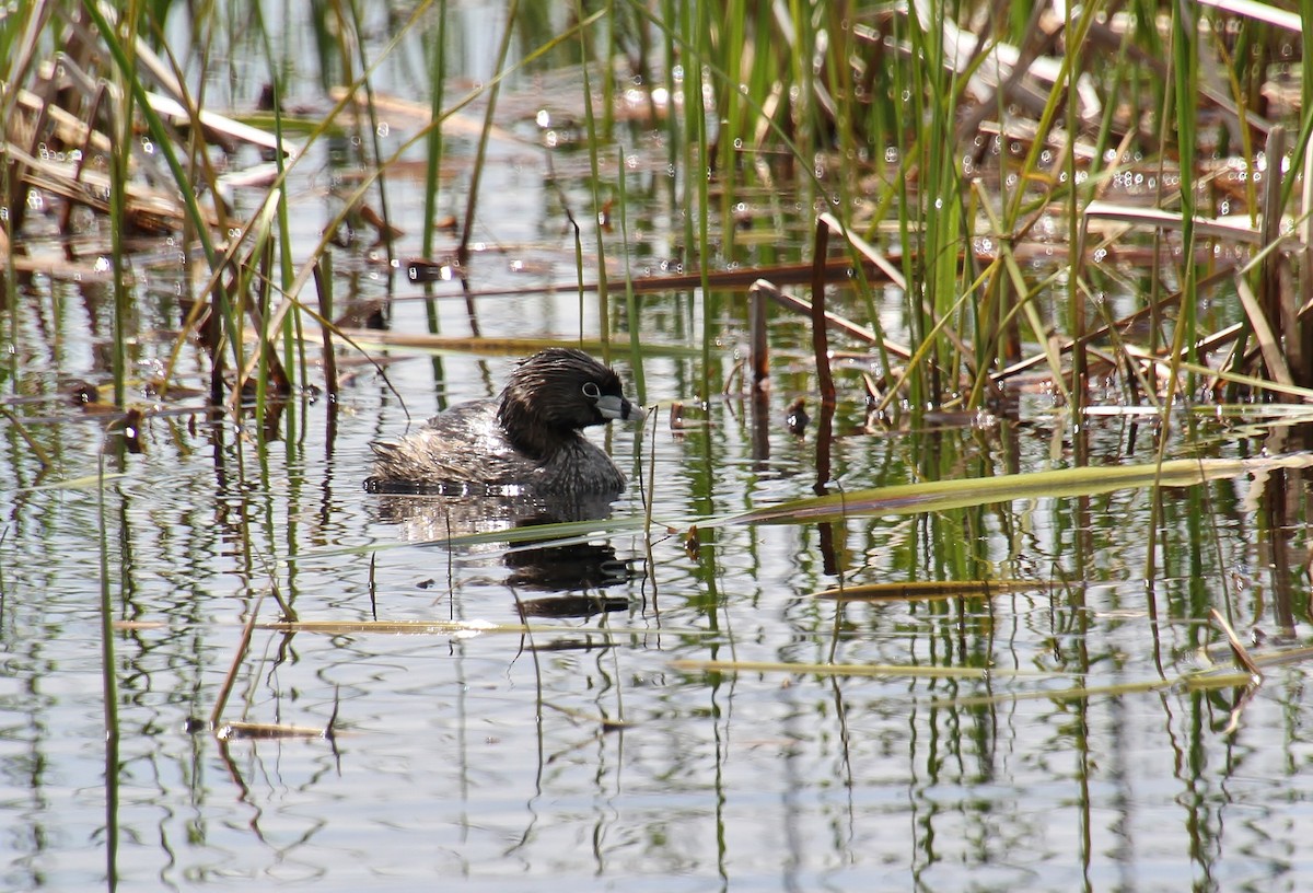 Pied-billed Grebe - ML620137835