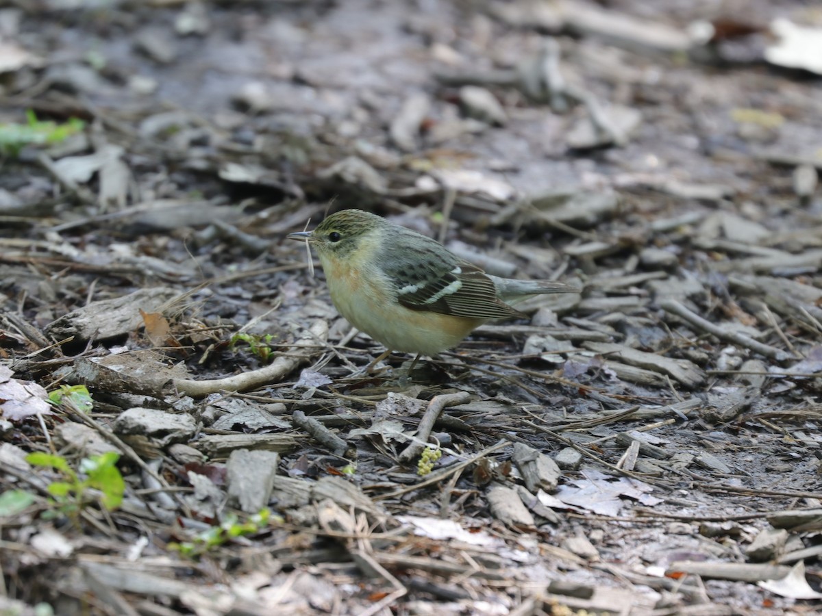 Bay-breasted Warbler - ML620137837