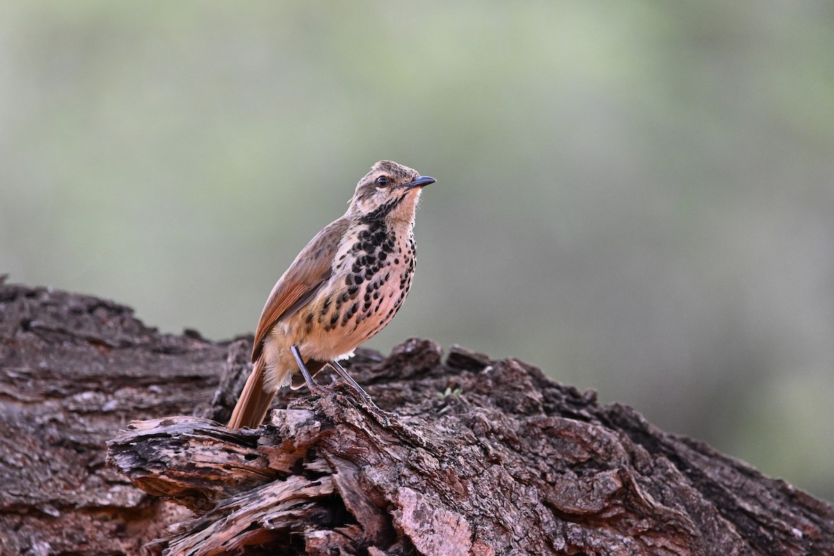 Spotted Morning-Thrush - ML620137840