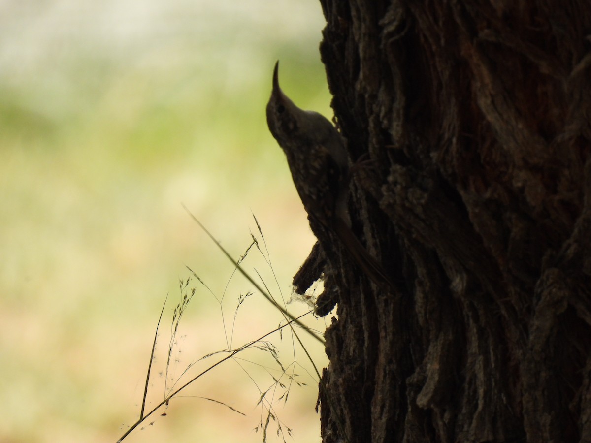 Short-toed Treecreeper - ML620137869