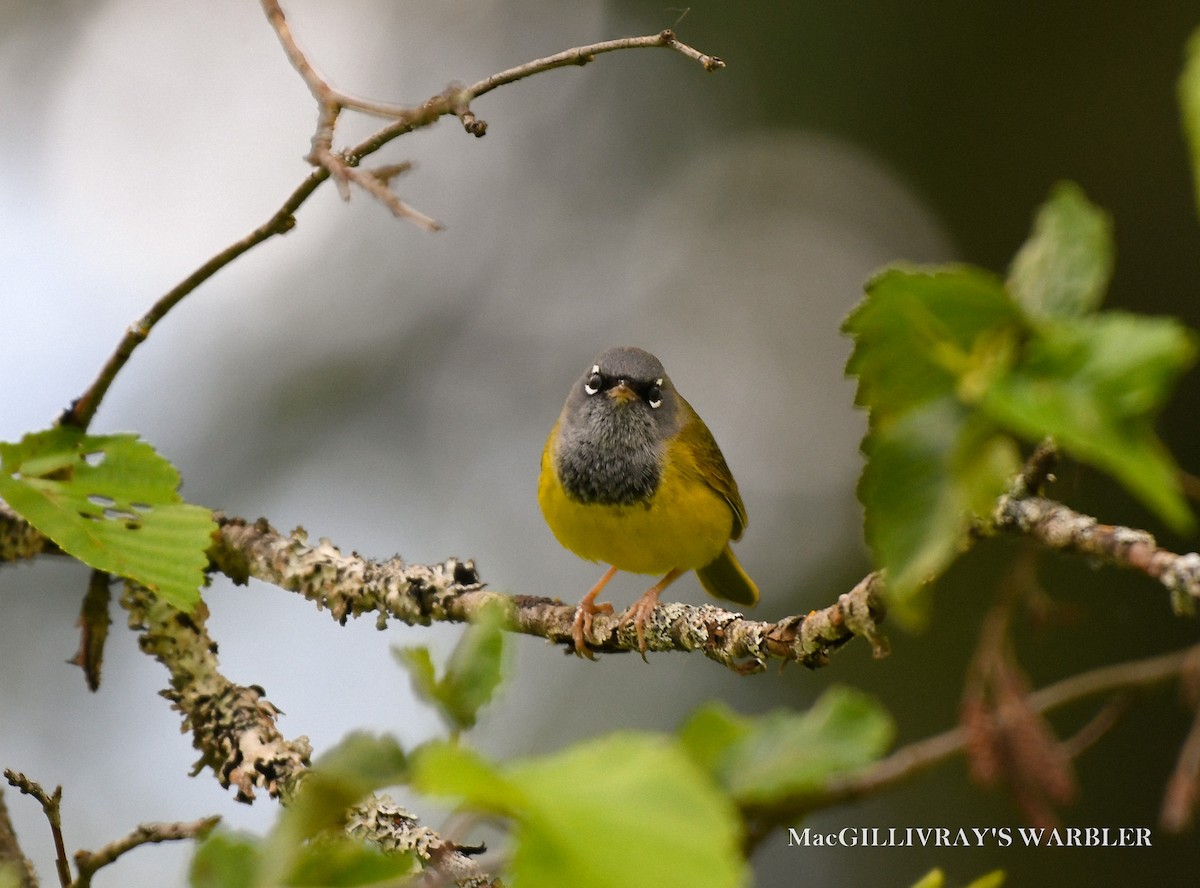 MacGillivray's Warbler - ML620137885