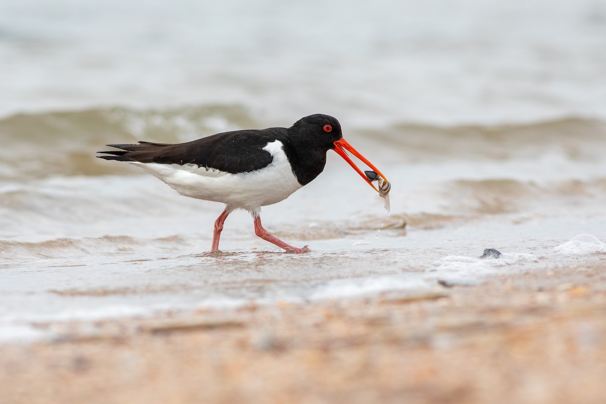 Eurasian Oystercatcher - ML620137889