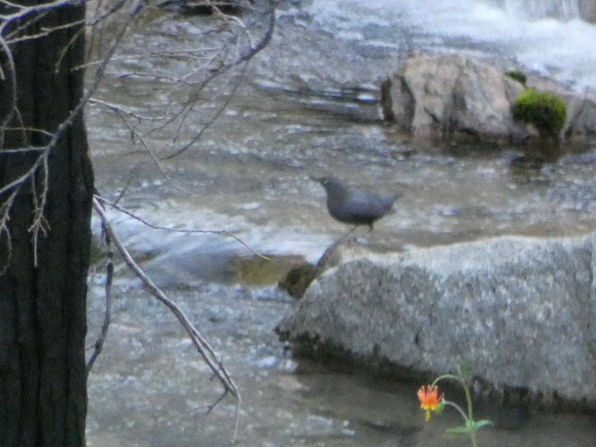 American Dipper - ML620137894