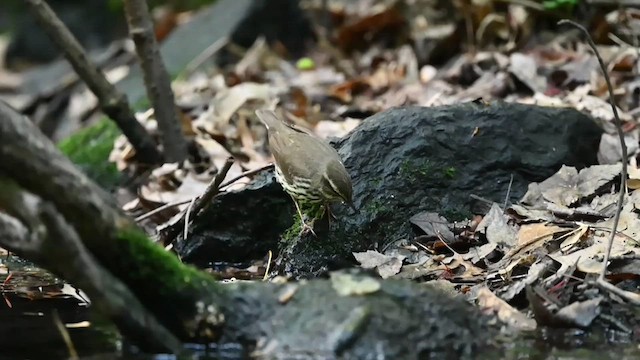 Northern Waterthrush - ML620137908