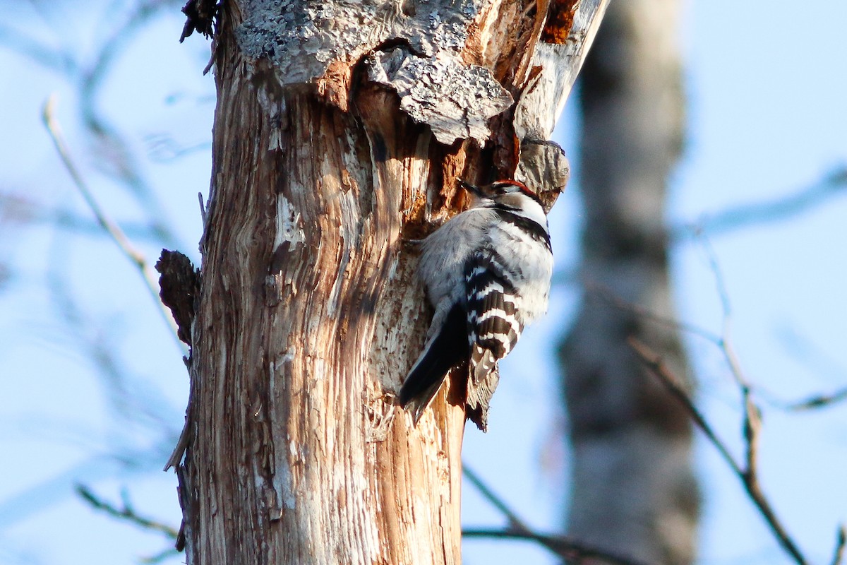 Lesser Spotted Woodpecker - ML620137911