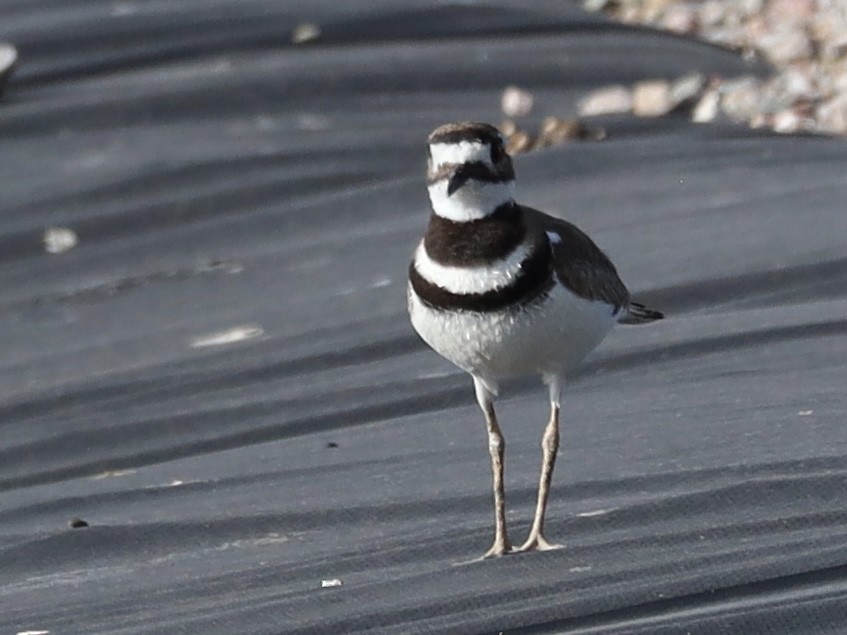 Killdeer - ML620137920