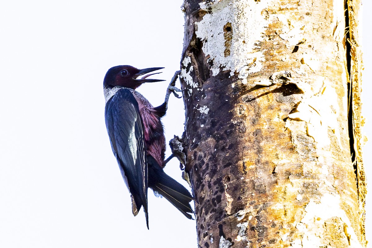Lewis's Woodpecker - ML620137924