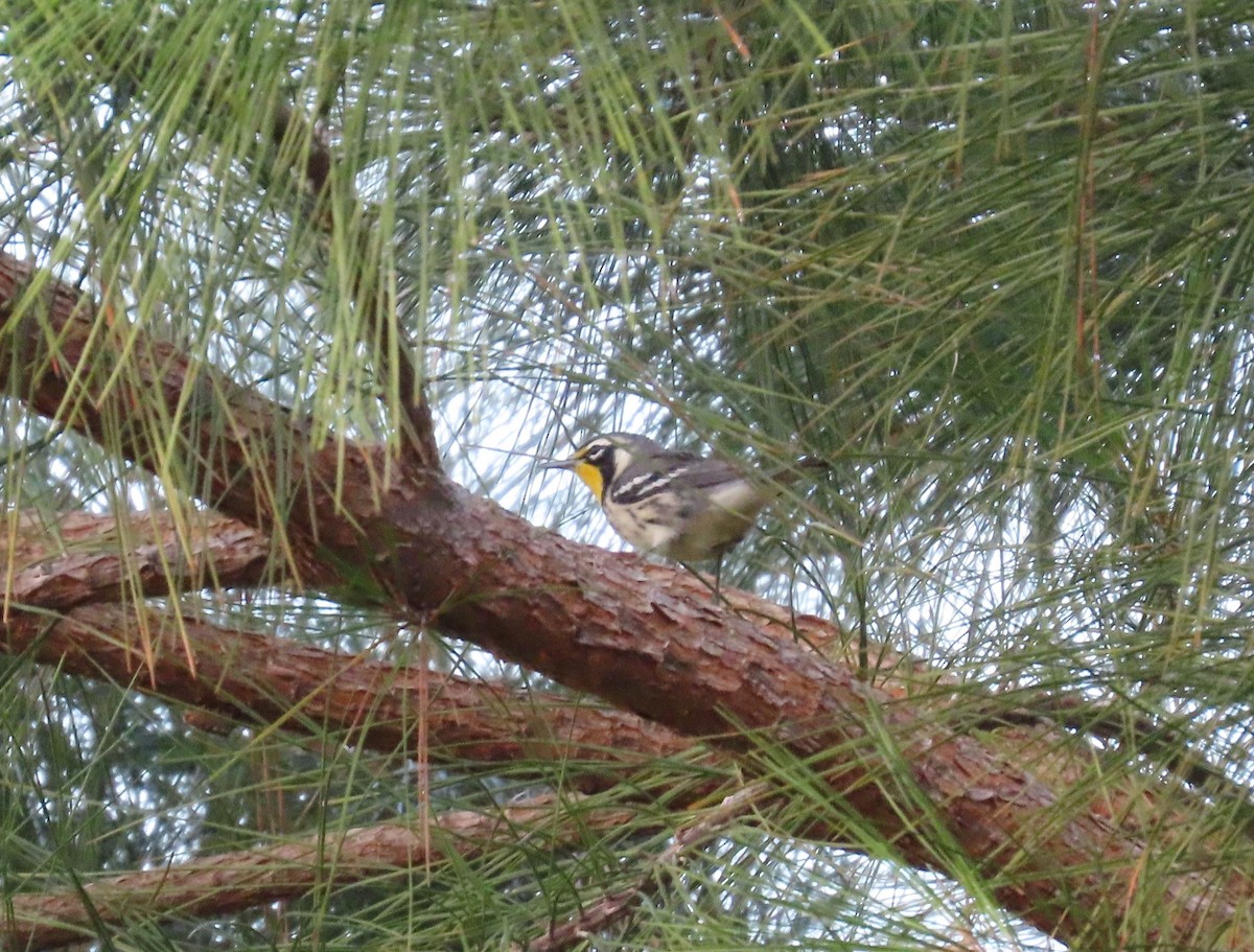 Yellow-throated Warbler - ML620137936
