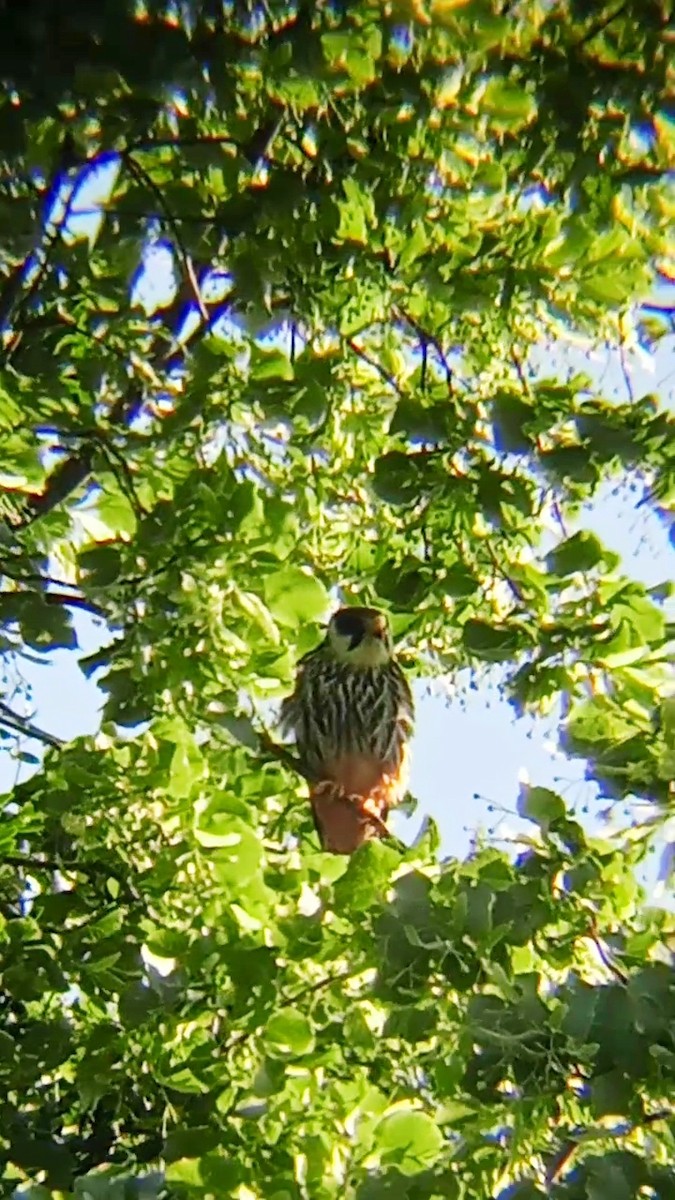 Eurasian Hobby - ML620137945