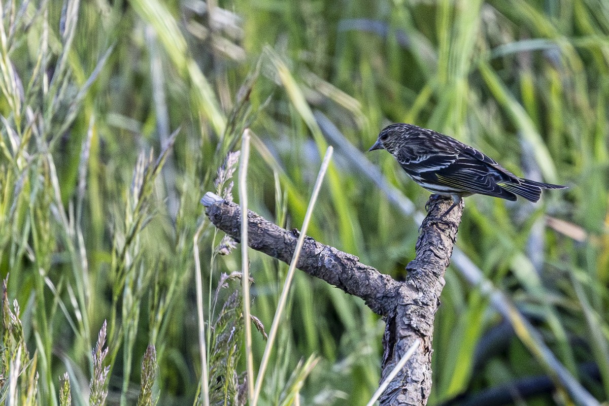 Pine Siskin - ML620137952