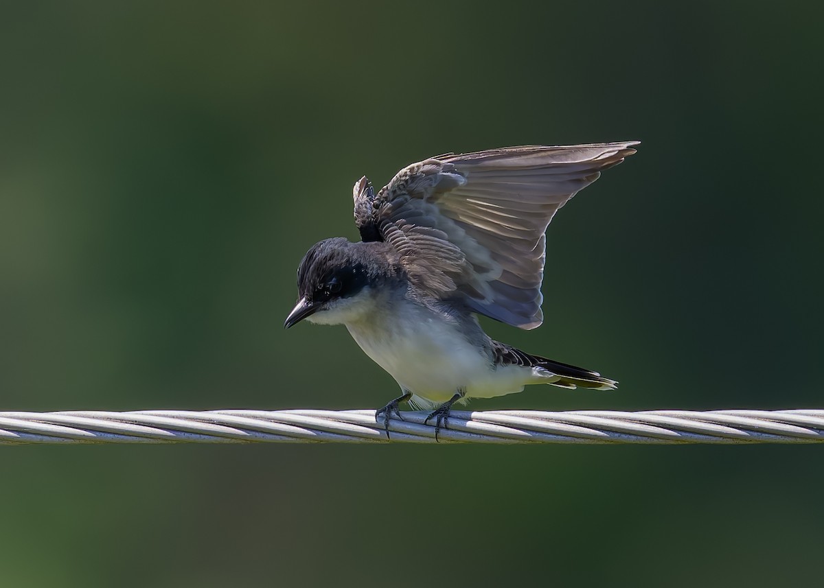 Eastern Kingbird - ML620137956