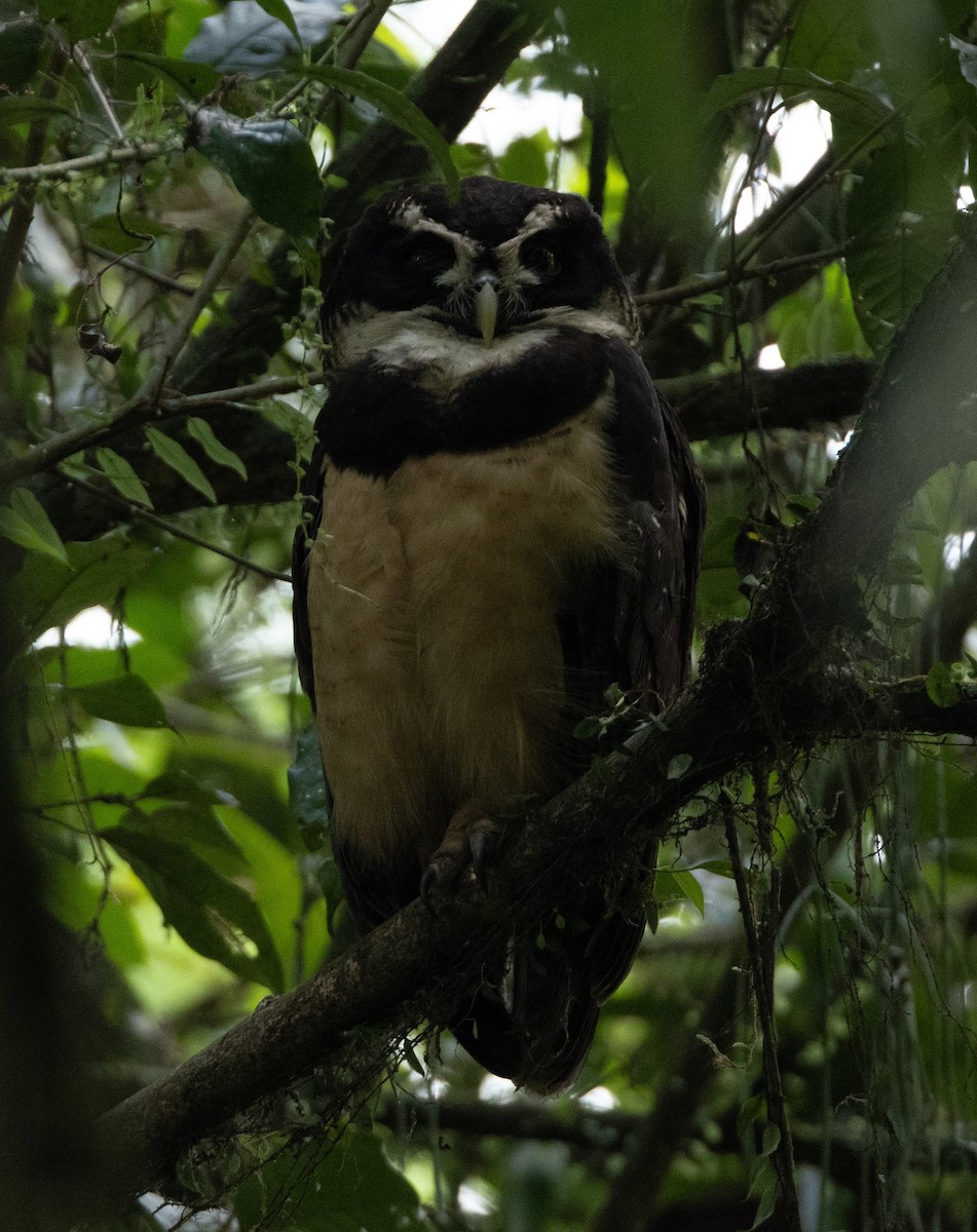 Spectacled Owl - ML620137957