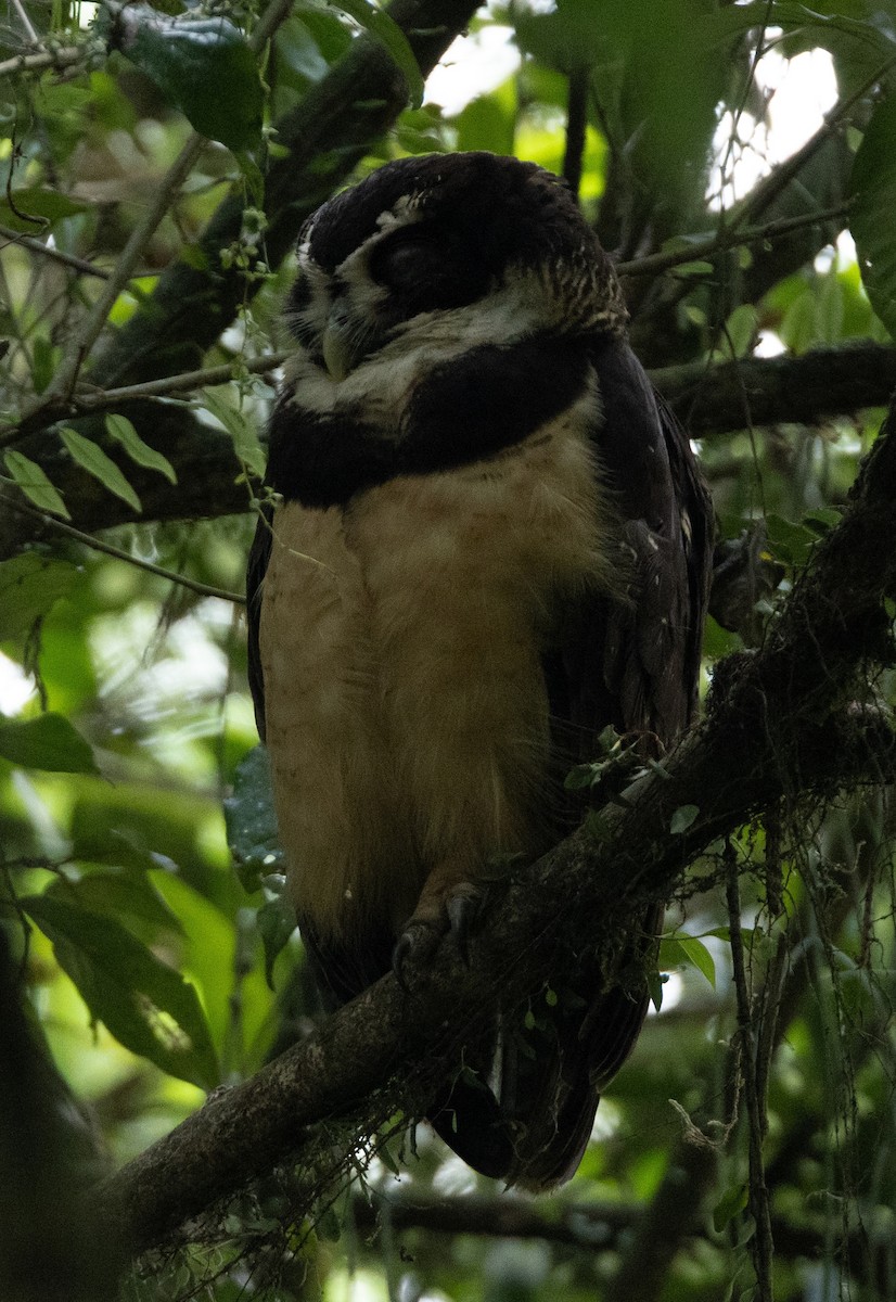 Spectacled Owl - ML620137958