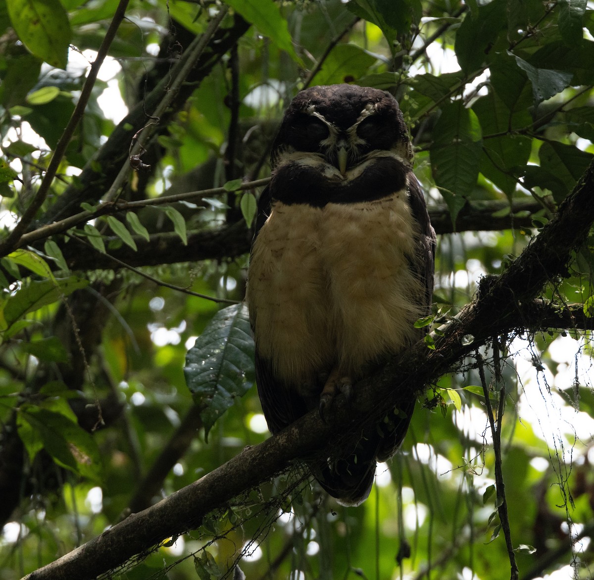 Spectacled Owl - ML620137959