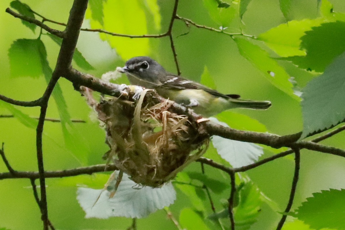 Blue-headed Vireo - ML620137960