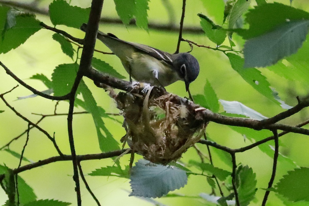 Blue-headed Vireo - ML620137961