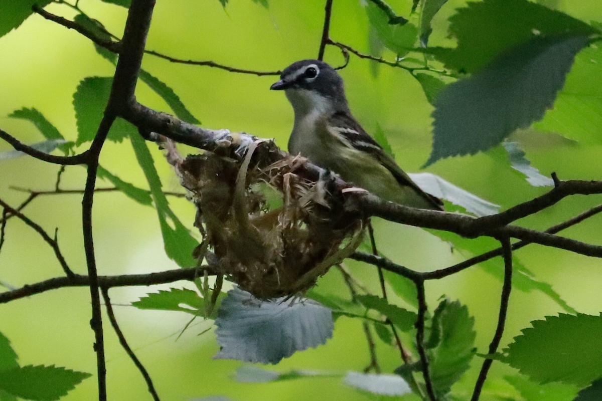 Blue-headed Vireo - ML620137963