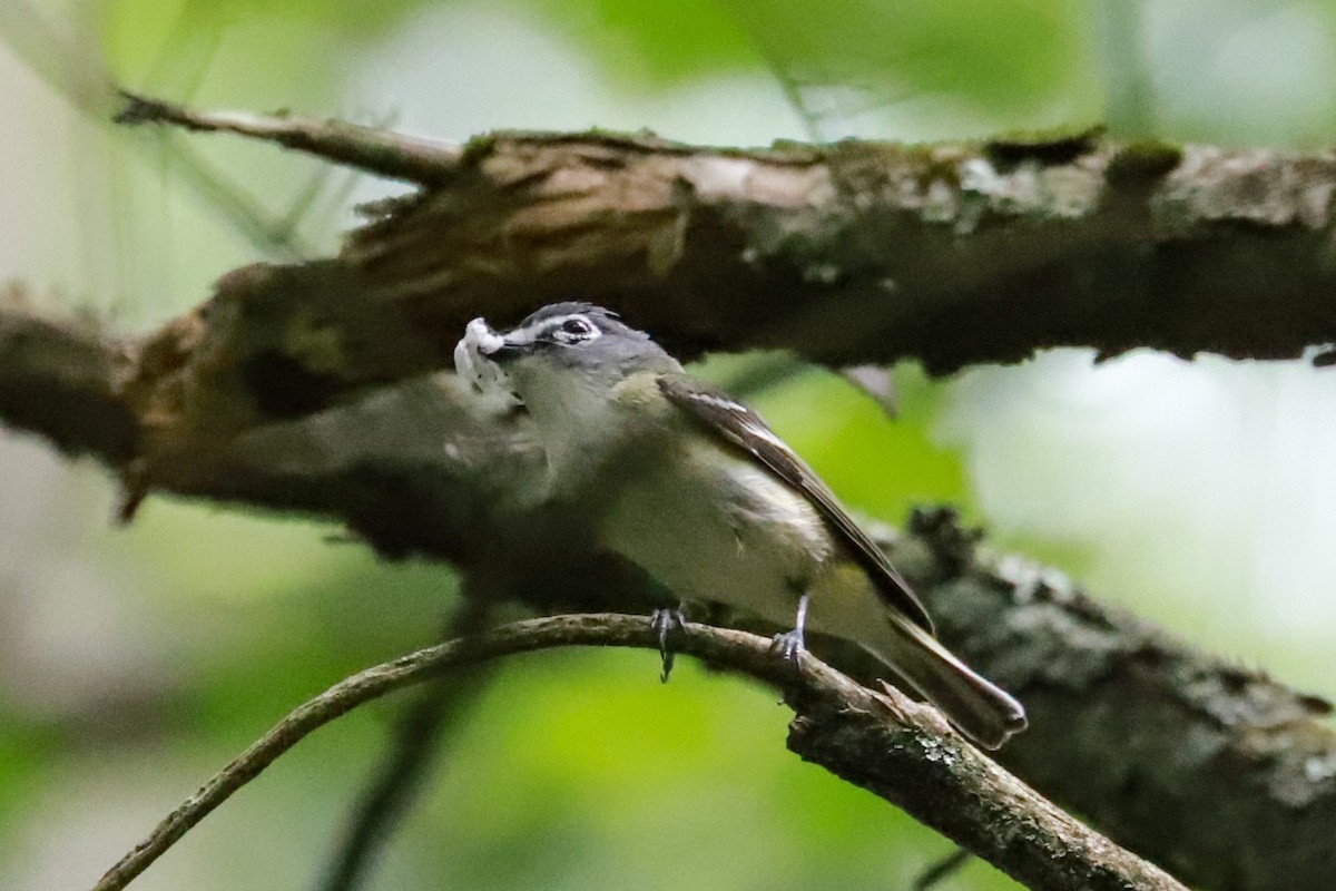 Blue-headed Vireo - ML620137968