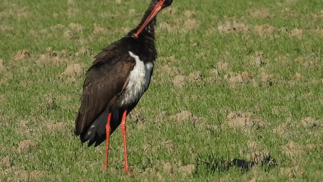 Black Stork - ML620137969