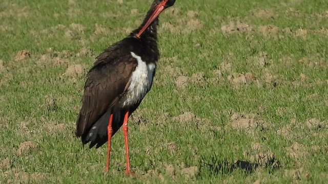 svartstork - ML620137969