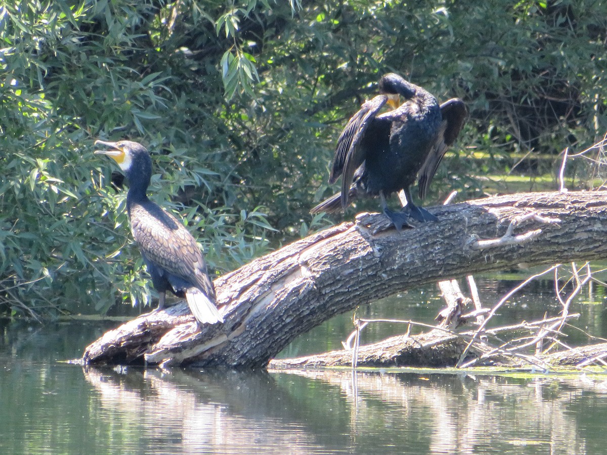 Great Cormorant - ML620137972