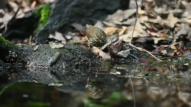 Northern Waterthrush - ML620137979