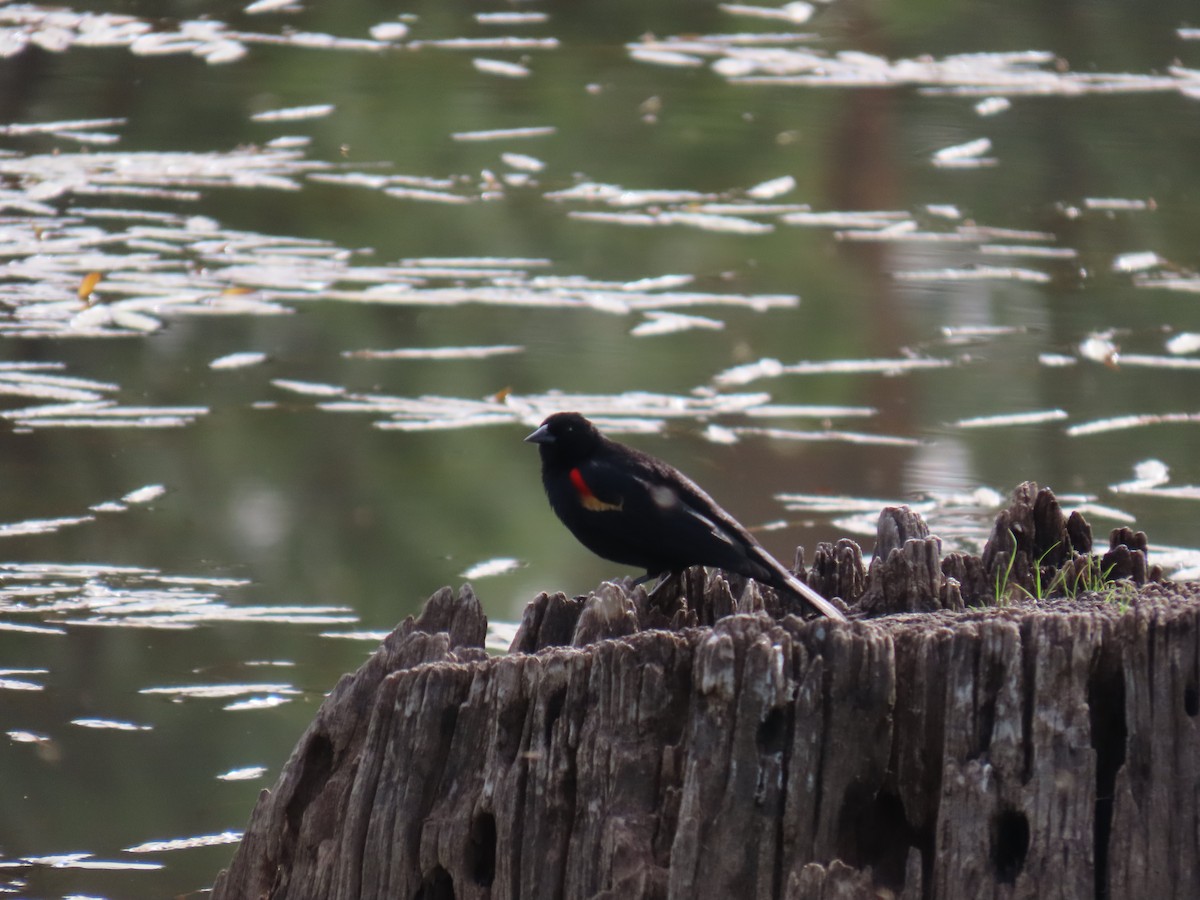 Red-winged Blackbird - ML620137981