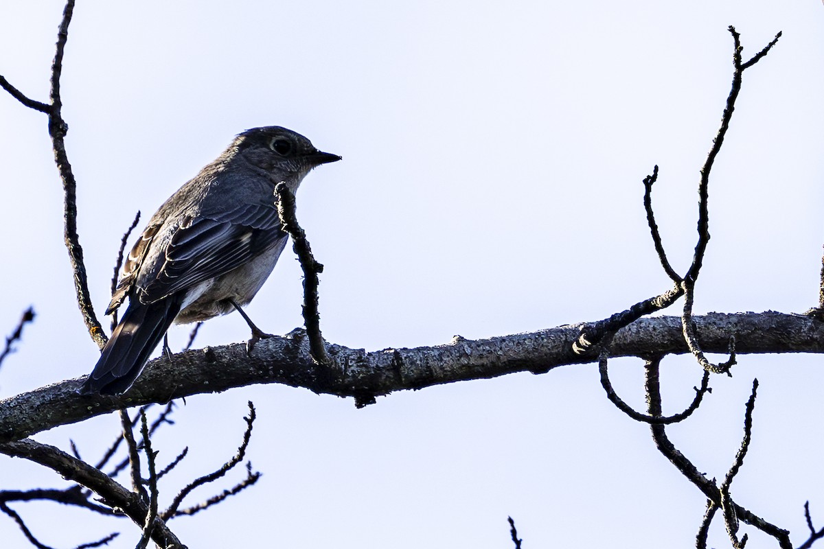 Townsend's Solitaire - ML620137985