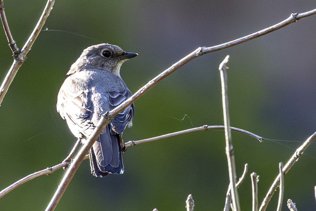 Townsend's Solitaire - ML620137986