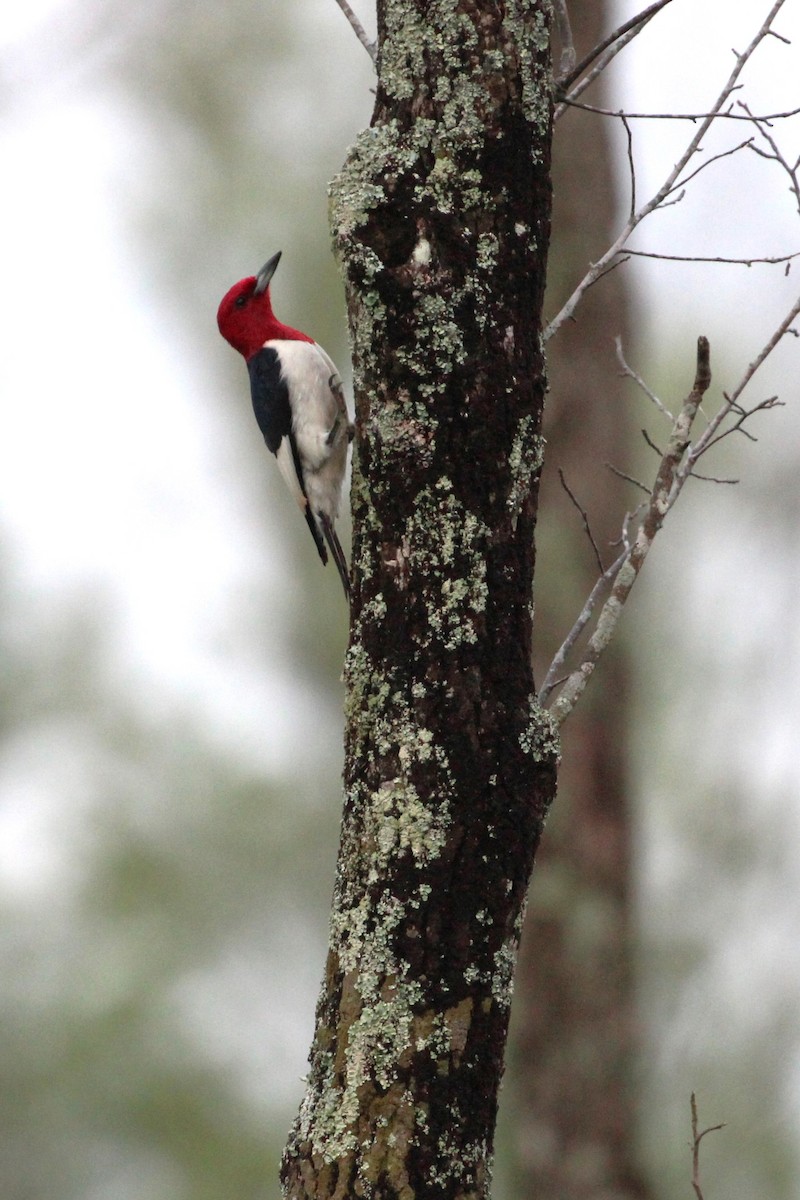 Red-headed Woodpecker - ML620137988