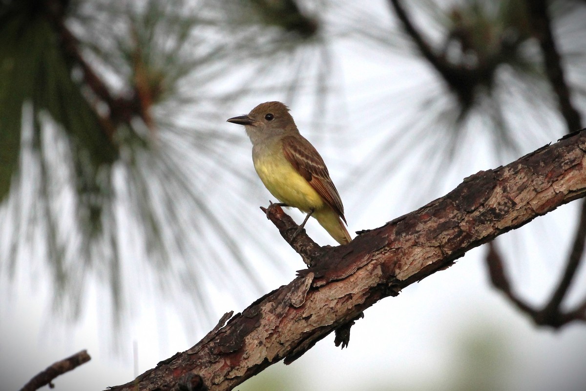 Great Crested Flycatcher - ML620137992