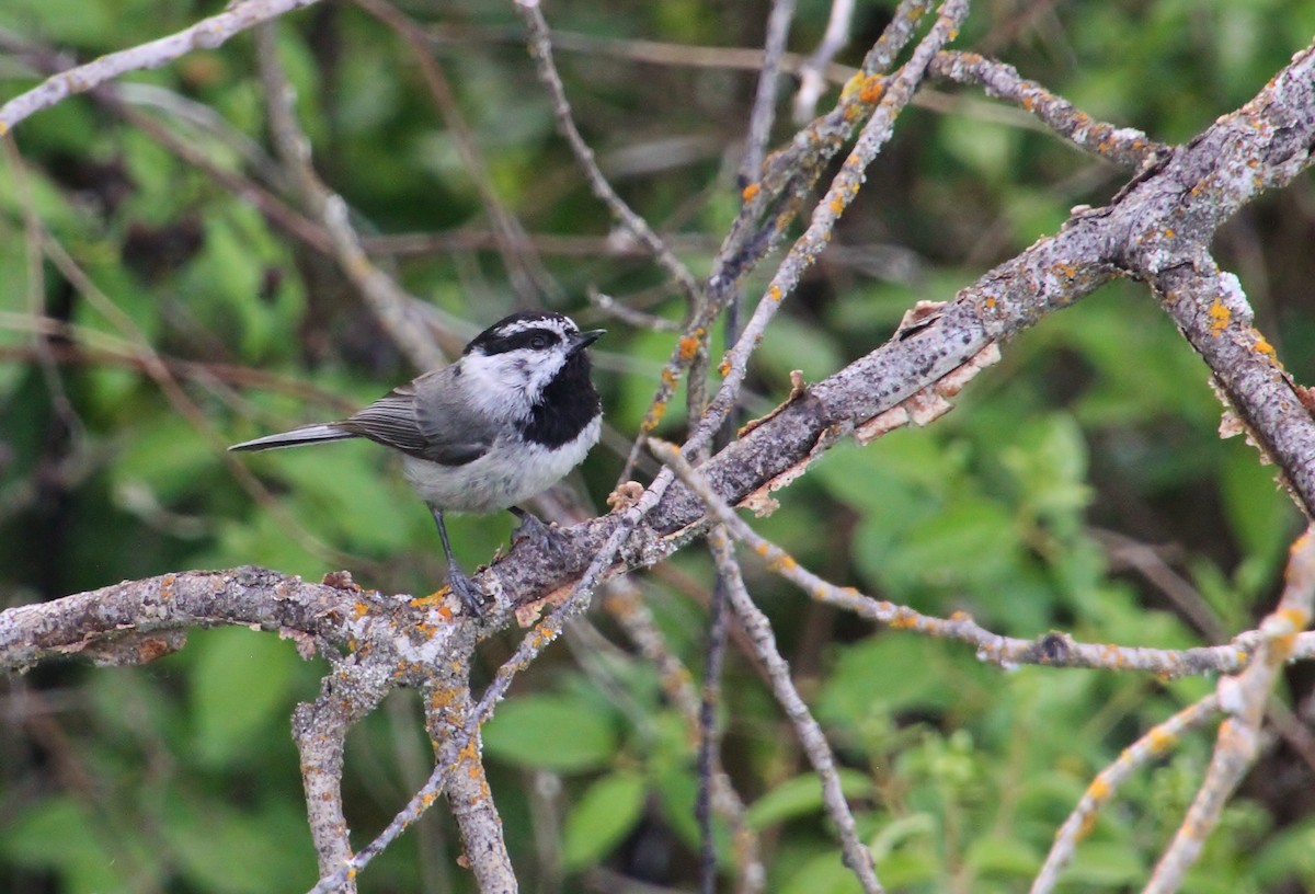 Mountain Chickadee - ML620137993