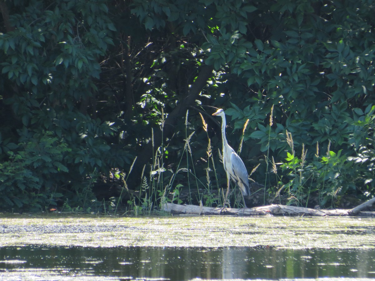 Gray Heron - ML620137994